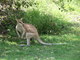 Kangaroo, Nitmiluk NP